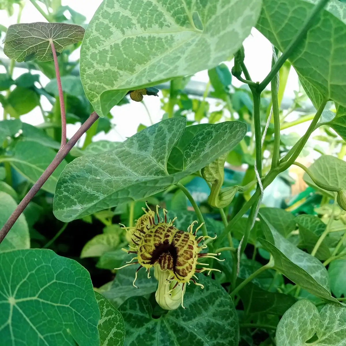 Aristolochia fimbriata Pipe de Hollandais à veine blanche
