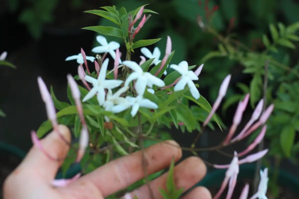 Jasminum polyanthum