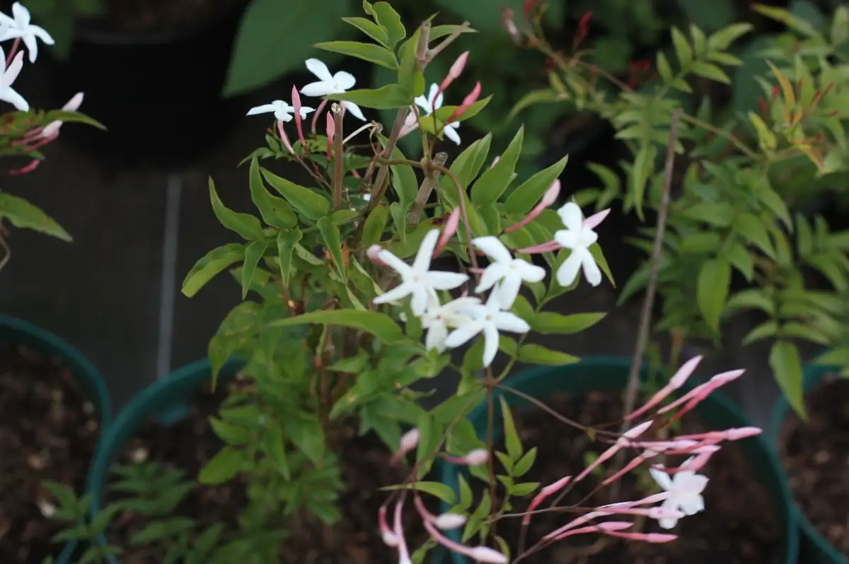 Jasminum polyanthum