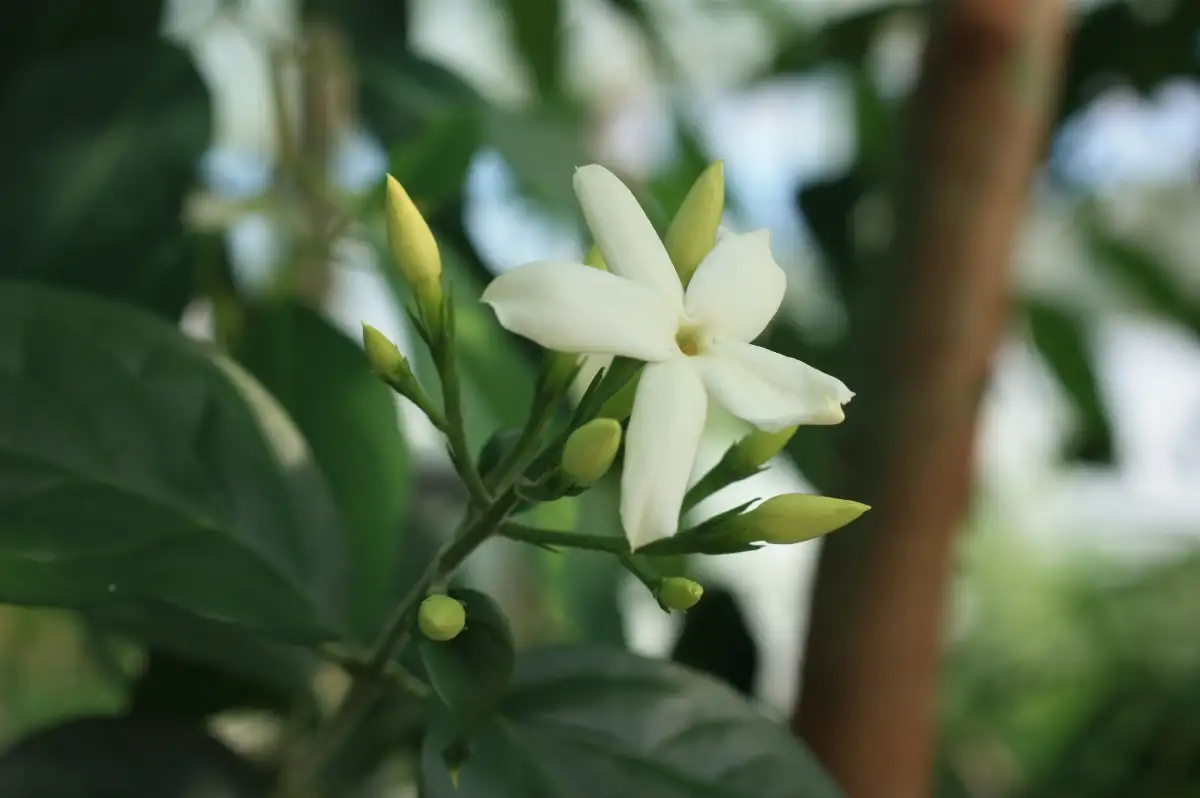 Jasminum sambac jasmin arabe