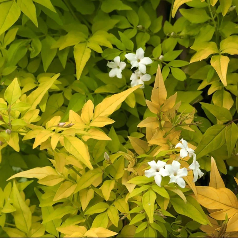 Jasminum officinale 'aureum' Jasmin doré