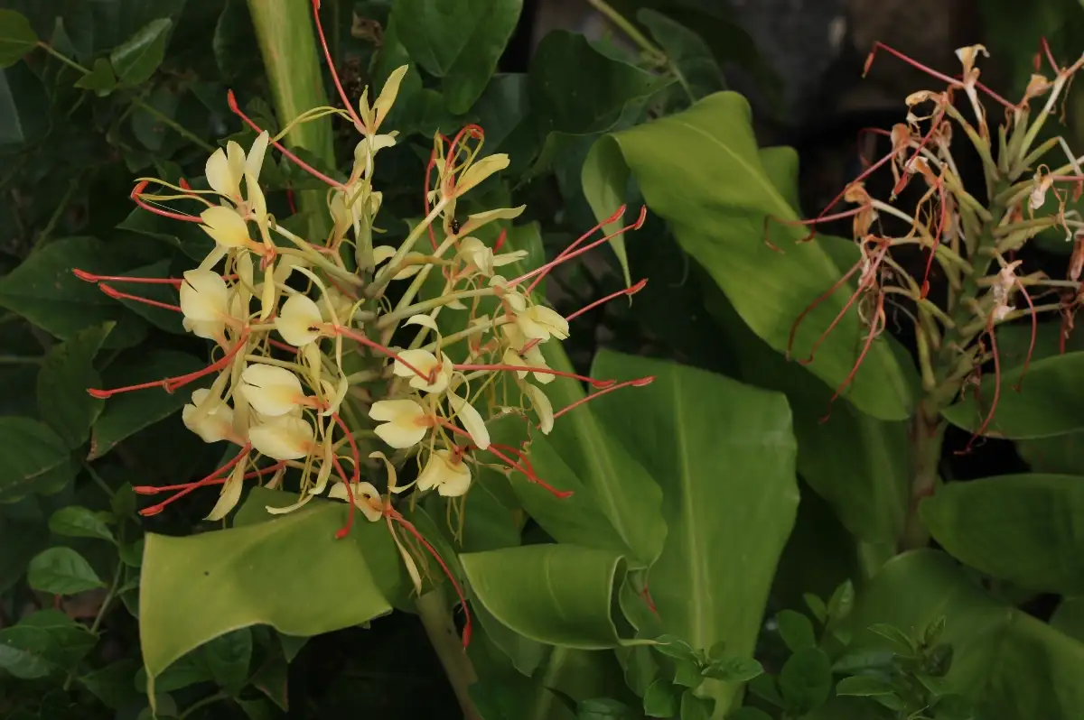 Hedychium gardnerianum Gingembre d'ornement orange
