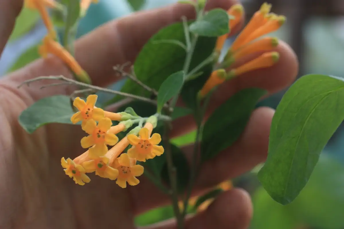 Cestrum aurantiacum