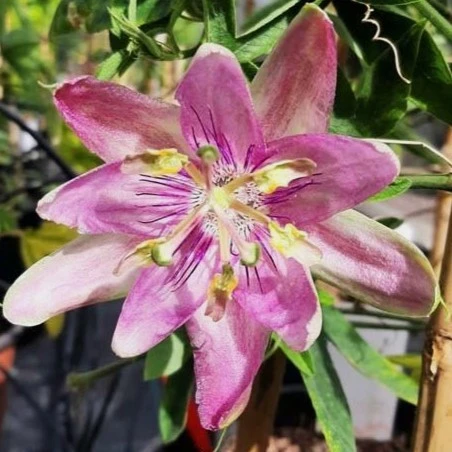 Passiflora 'Anna Flora'