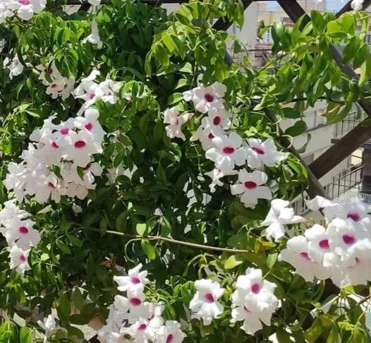 Pandorea jasminoïdes Bignone faux jasmin