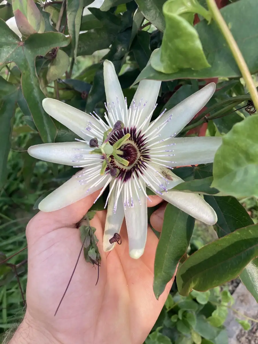 Passiflora 'Diva'