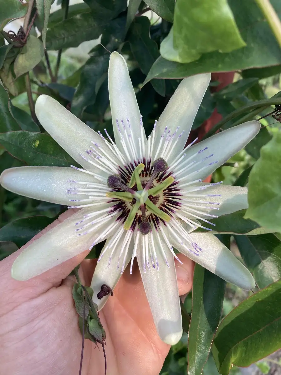 Passiflora 'Diva'