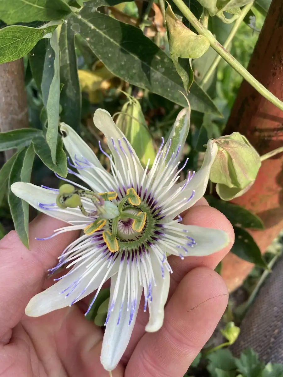 Passiflora 'Diva'