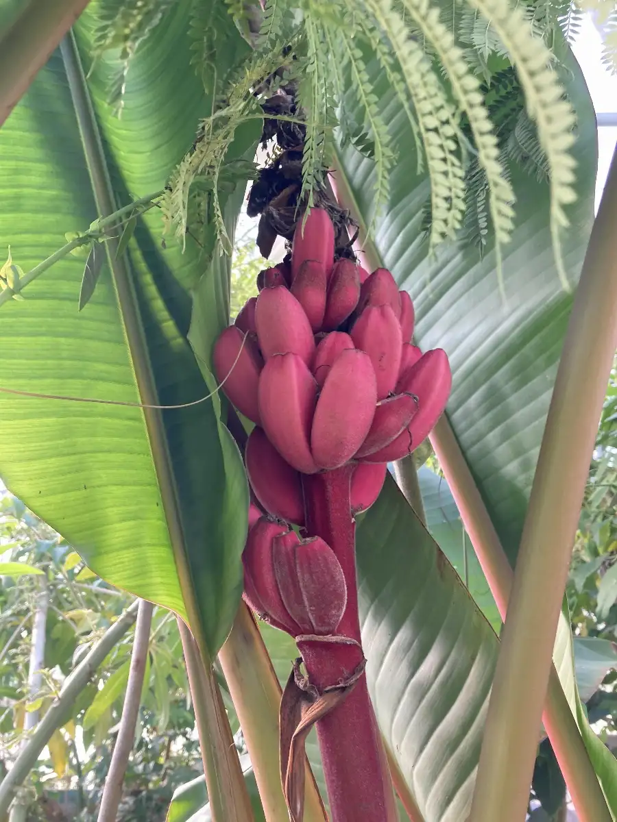 Musa velutina Bananier rose