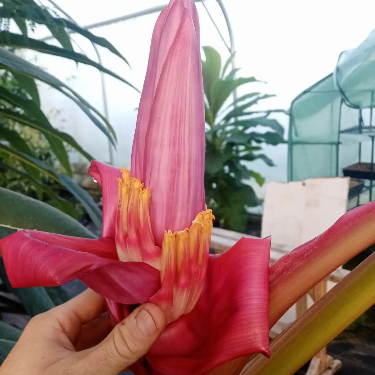 Musa velutina Bananier rose