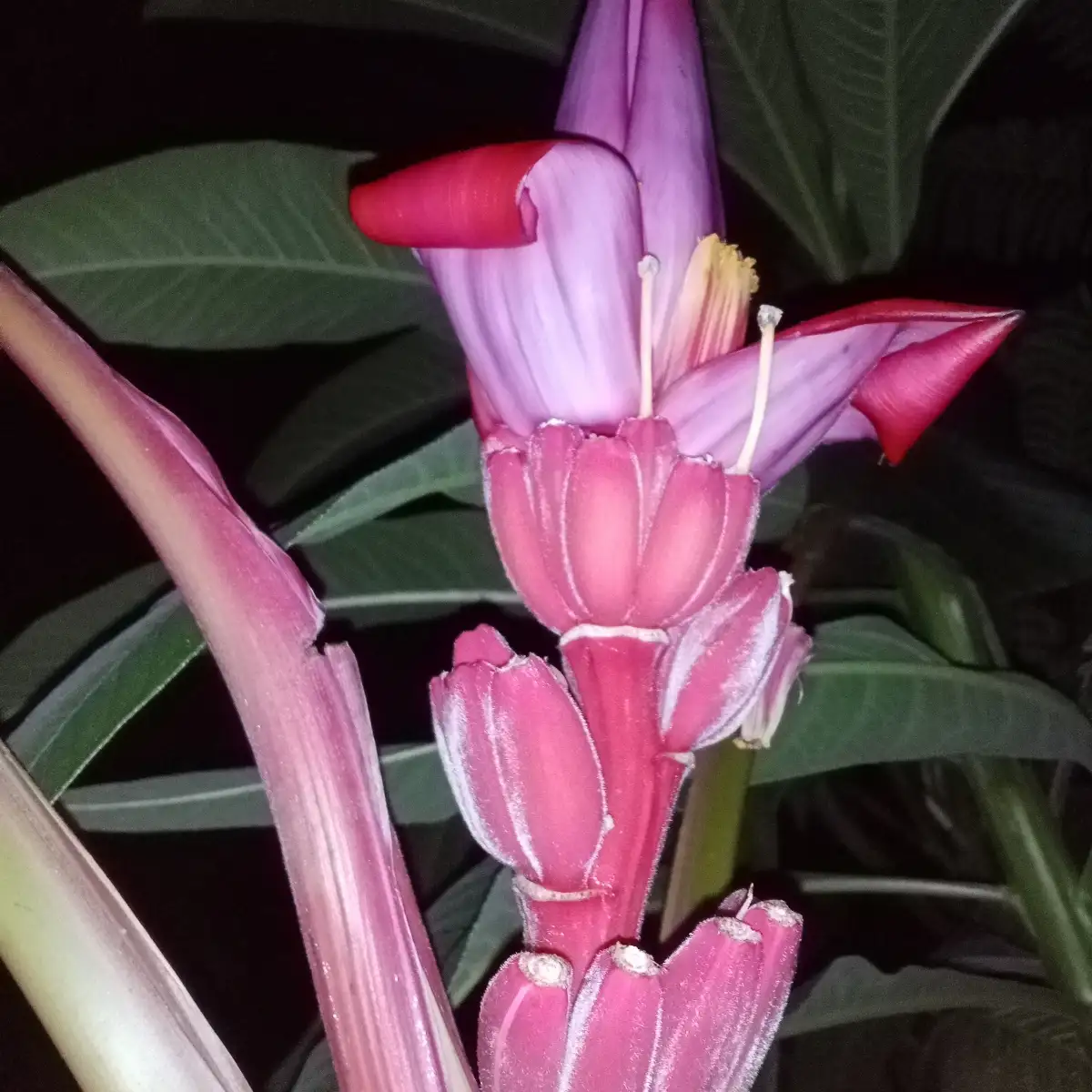 Musa velutina Bananier rose