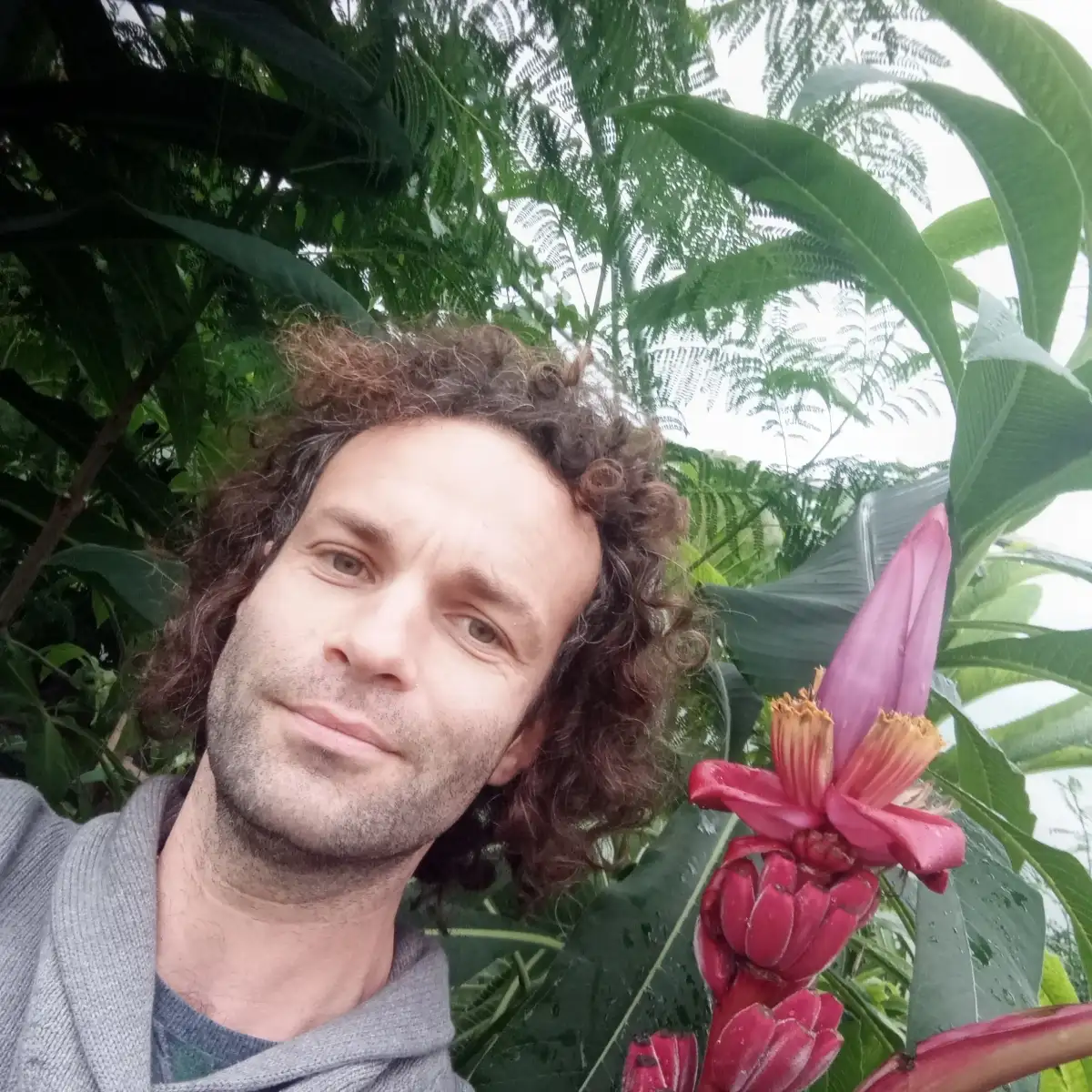 Musa velutina Bananier rose