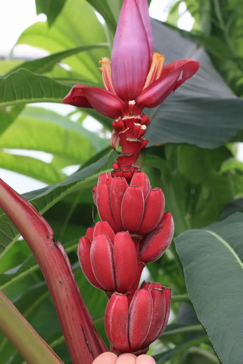 Musa velutina Bananier rose
