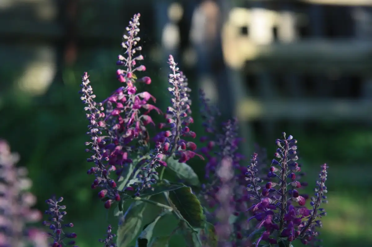 Teucrium betonicum Germandrée de Madère