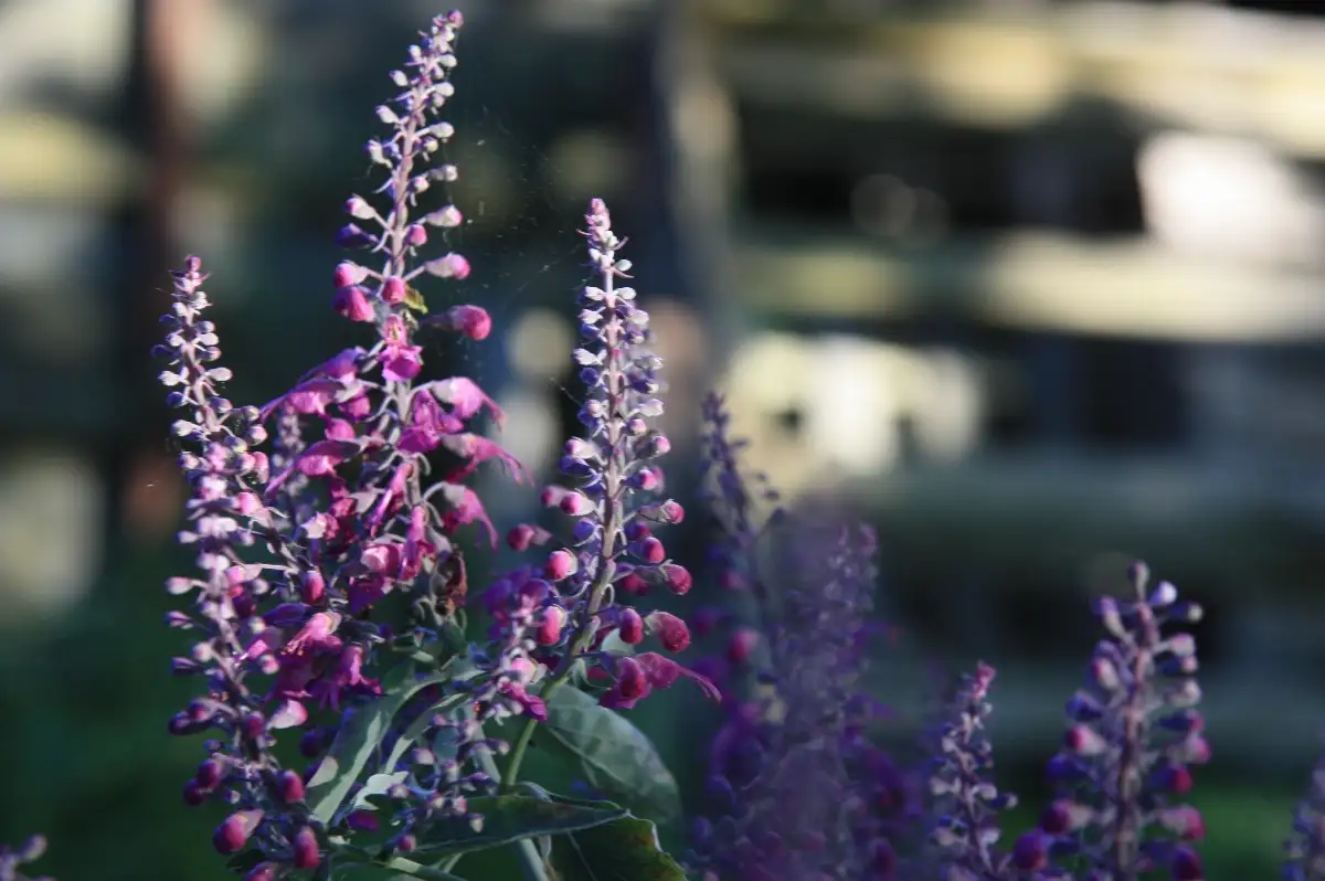 Teucrium betonicum Germandrée de Madère