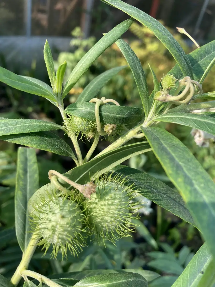 Asclepias physocarpa