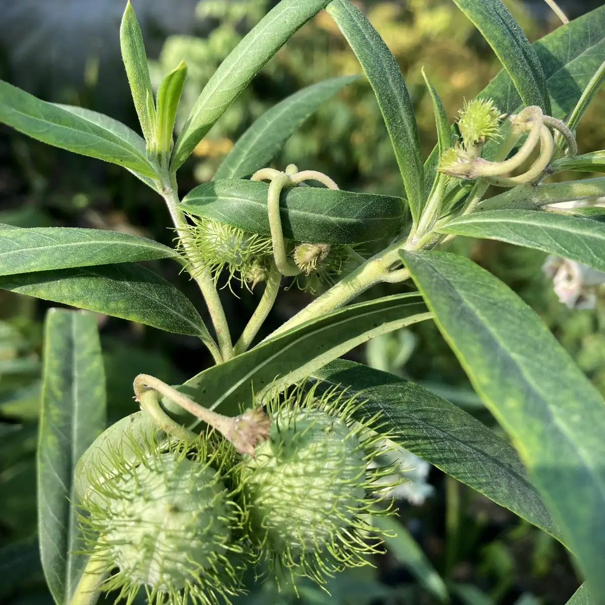 Asclepias physocarpa