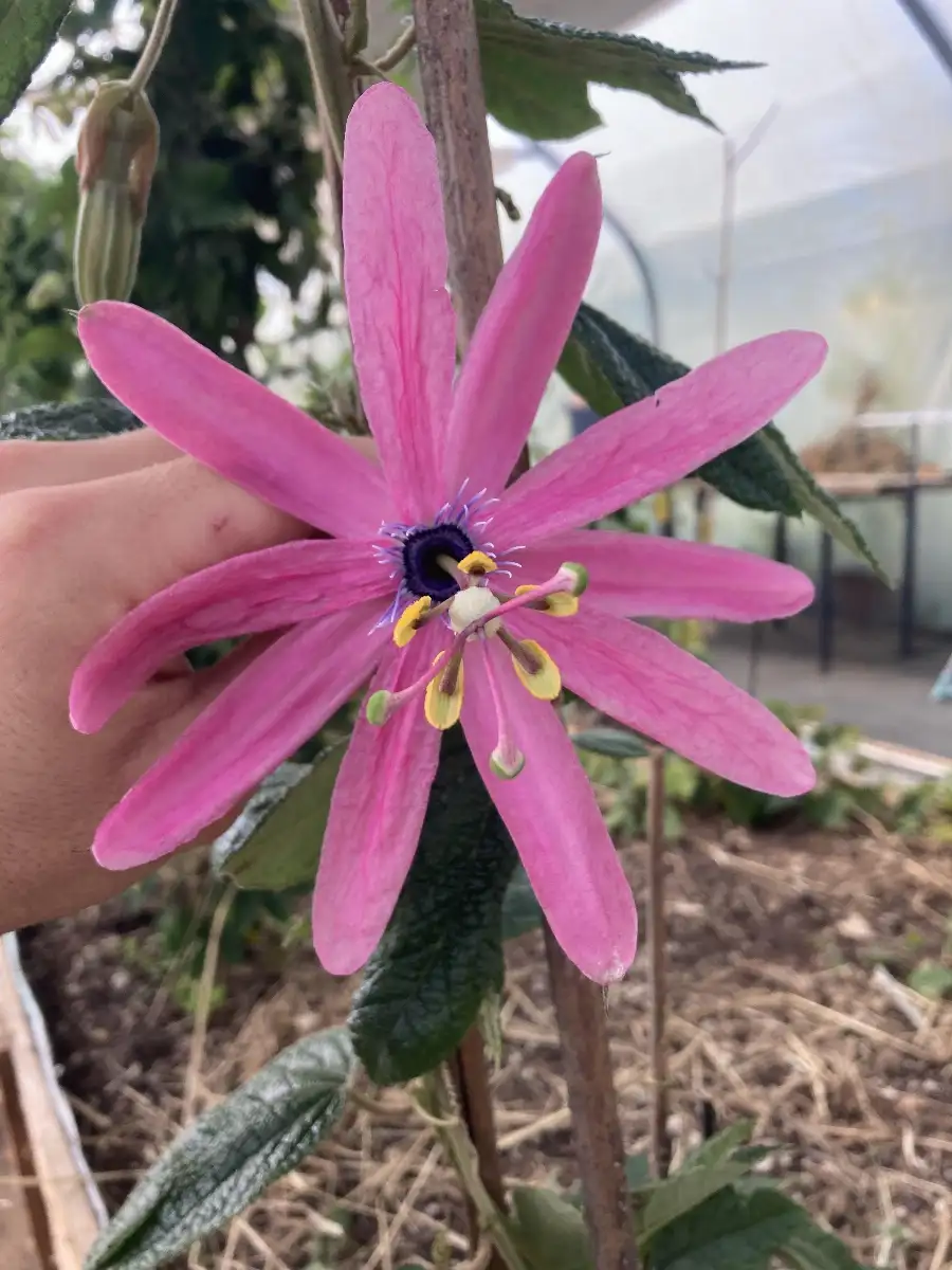 Passiflora 'grandioso' Passiflore grandiose