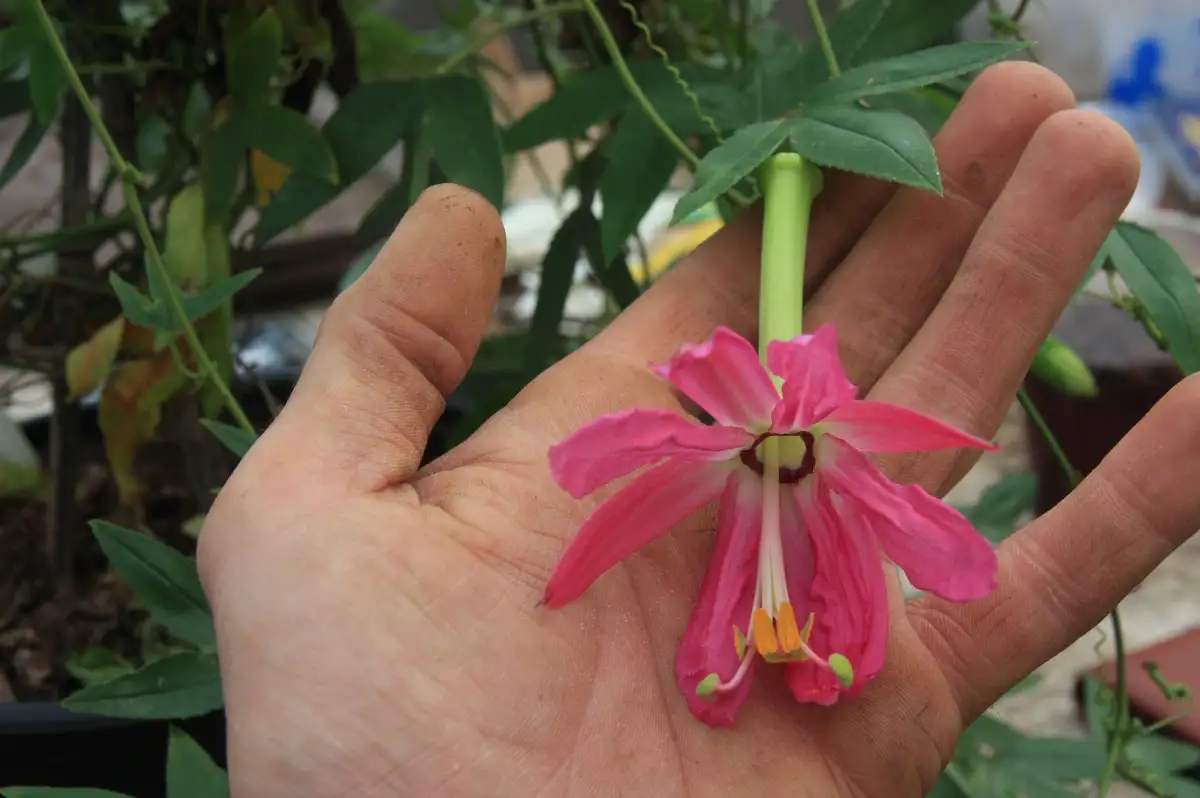 Passiflora adulterina Passiflore d'Amazonie