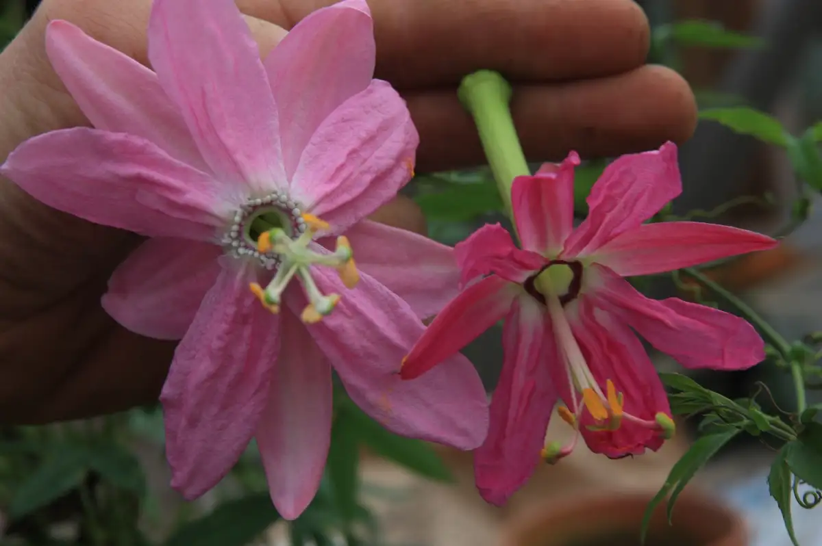 Passiflora adulterina Passiflore d'Amazonie