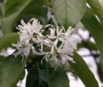 Chionanthus retusus Arbre de Neige à franges