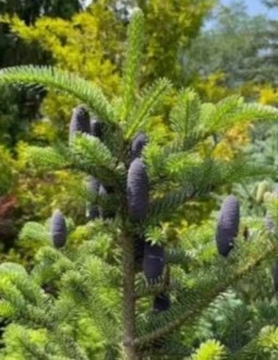 Abies homolepis Sapin de Nikko